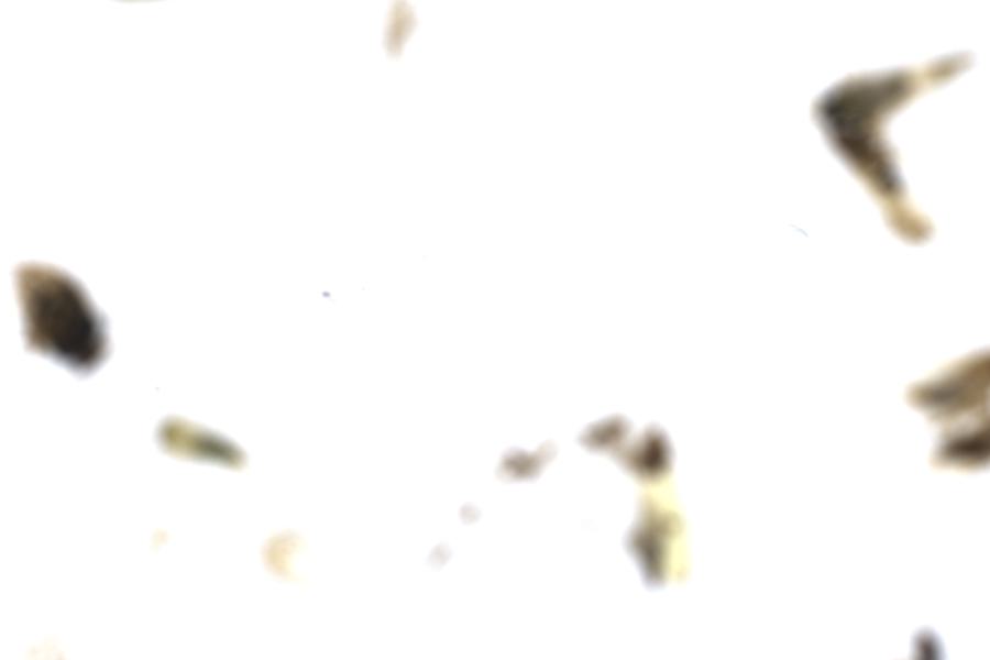 Image 40